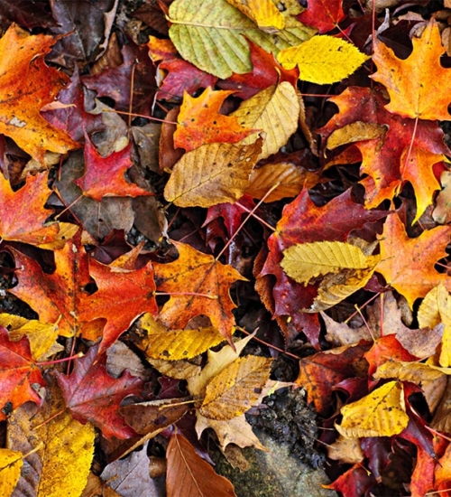 Can We Call it Autumn?