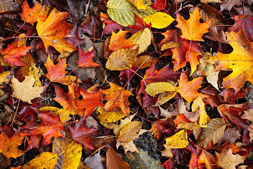 Can We Call it Autumn?